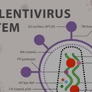 The Basics Of The Recombinant Lentivirus System