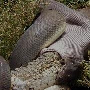 Attack Of The Giant Pythons In Florida National Geographic Documentary