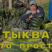 выращивание тыквы это проще пареной репы мой рекорд 132 кг вес одной тыквы