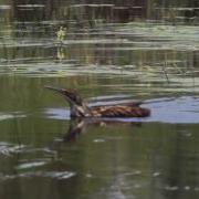 American Bittern Swimming