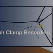 Patch Clamp Recording Ion Channels Expressed In Xenopus Oocytes L Protocol Preview