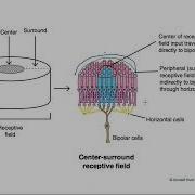 Center Surround Receptive Fields
