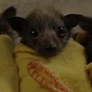 Baby Bat Burritos