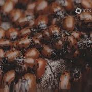 Game Theory Evolution Of Cooperation By Vishwesha Guttal