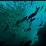 The Sea Nature BBC Motion Gallery