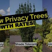 16 Narrow Evergreen Tree Suggestions For Year Round Privacy In Small Yards Growth Rates