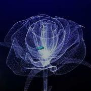 Trapcode Particular Form OBJ Tutorial Rose Adobe After Effects 트랩코드 파티큘러 폼 OBJ