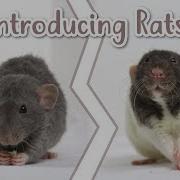 HOW TO INTRODUCE RATS Rat Care