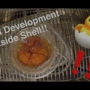 Chicken Embryo Development Time Lapse