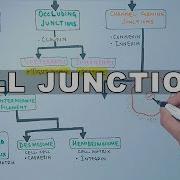 Cell Junctions
