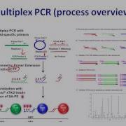 Multiplex PCR