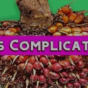 PALM OIL The Good The Bad The Oily