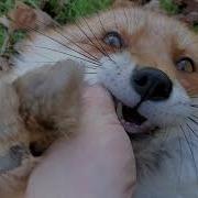 Dixie Let S Hear Your Best Laugh