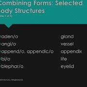 2 Suffixes And Combining Forms