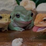 Frog Toad Lizard