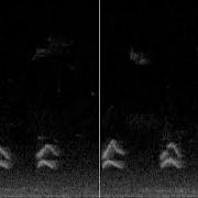 Bird Song Spectrogram