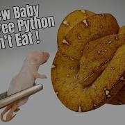 How To Get Your New Baby Green Tree Python To Eat The 20 Second Rule