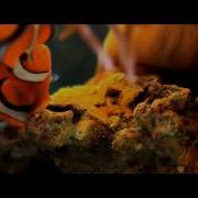 Ocellaris Clownfish Eggs Right After Spawn