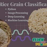 Python Image Processing Project Rice Classification Using Machine Learning ClickMyProject