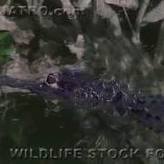 Alligator Eats Python 0103 Music