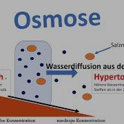 Osmose Biologie Oberstufe Passiver Stofftransport Durch Die Biomembran 2 2