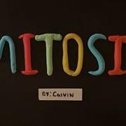 MITOSIS Stop Motion Animation