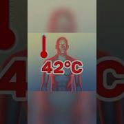 WHAT HAPPENS IF BODY TEMPERATURE REACHES 42 DEGREES