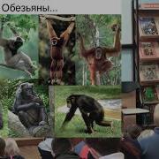 Станислав Дробышевский Почему обезьяны не превращаются в людей