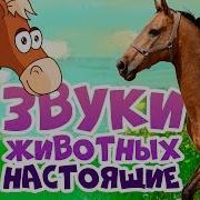 ЗВУКИ ЖИВОТНЫХ для самых маленьких развивающие мультики для детей как говорят животные