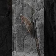 Master Climbers Of The Cliff Blue Sheep