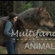 MULTIFANDOM Animal