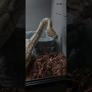 Suki The Lesser Woma Ball Python S New Enclosure