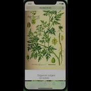 PhytoJS Rondinif Phytojs Demo Simple Vanilla Javascript Mvc