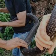 Monster Mamba