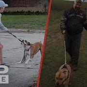 Best Dog Walking Fails On The Internet LADbible