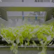 Processing Line For Salad And Vegetable For Up To 1000 Kg Per Hour
