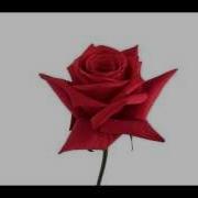Red Rose Blooming 60 Hours TimeLapse