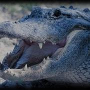 Alligator Attacks 01 Dangerous Animals