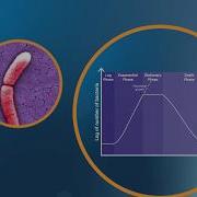 Bacterial Growth In The Lab