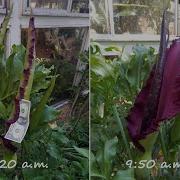 Voodoo Lily Blooming Time Lapse