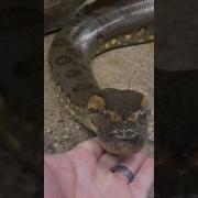 অজগর স প Python Snake Shorts Nagin Saamp Trending