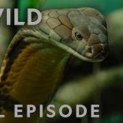 Exploring Indo Pacific Snakes Full Episode World S Deadliest Snakes Nat Geo Animals