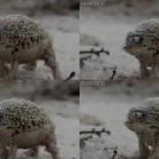 Squeaking Frog Over 1 Million Times