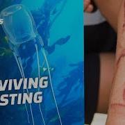 Box Jellyfish Can End Your Life In Minutes