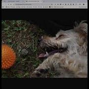 Embedding Media On HackMD Io