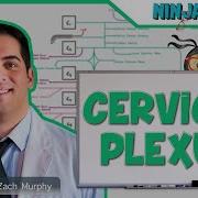 Neurology Cervical Plexus