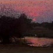 A Dance Of Birds