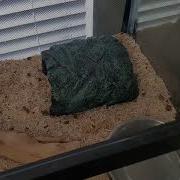 Cora The Woma Python And A Rambly Update