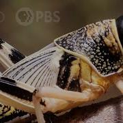 These Swarming Locusts Are Grasshoppers Gone Wrong Deep Look