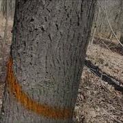 See Good Trees Easy Method To Thin Your Timber